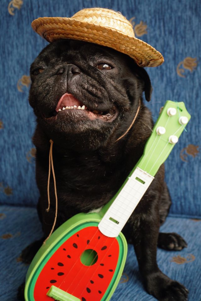 Dog with a hat on a trip with a guitar.