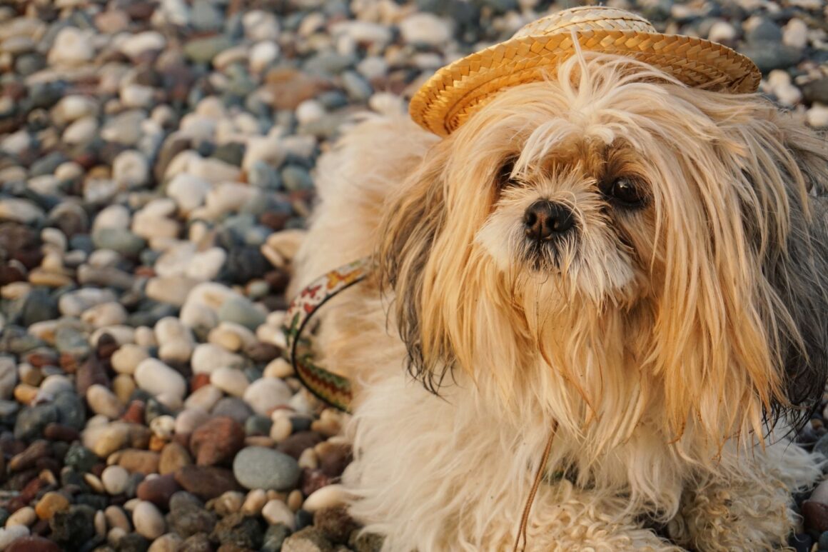 The Best Outdoor Dog Accessories Every Adventure Dog Needs
