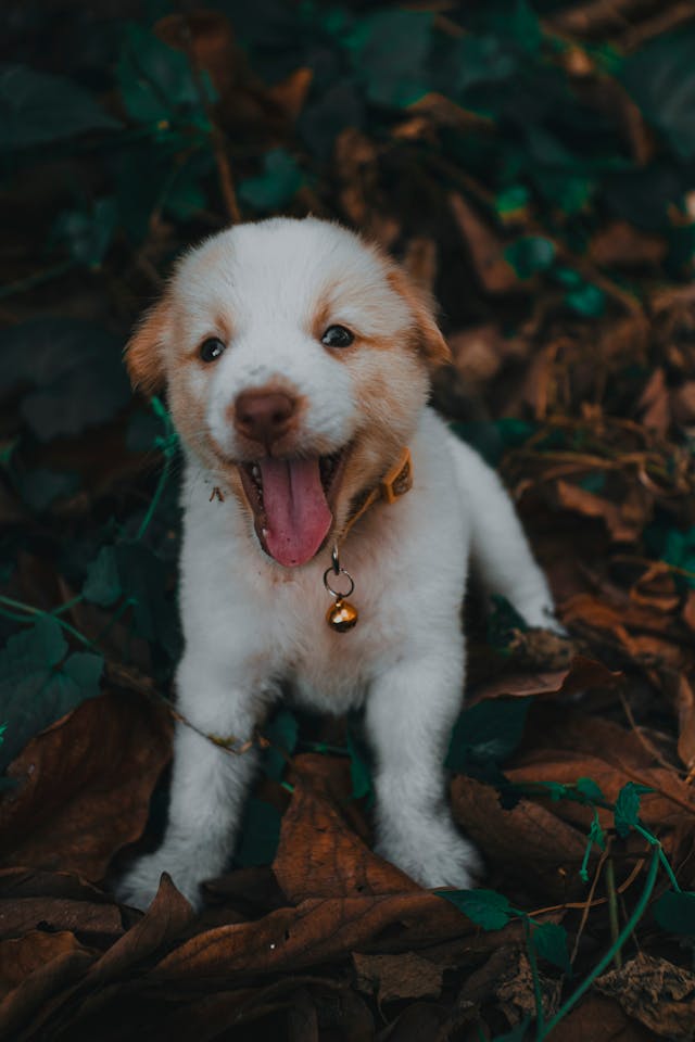Happy puppy in the grass.