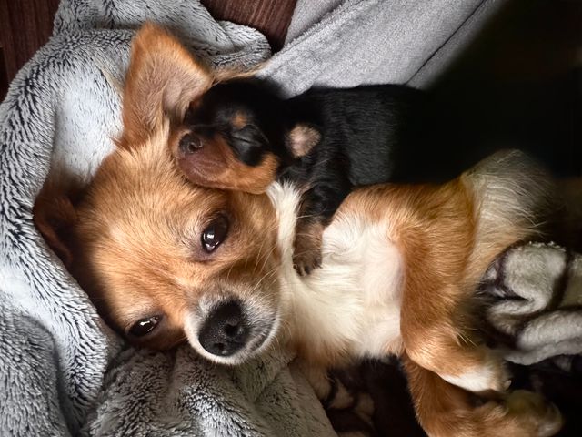 Mother and puppy.