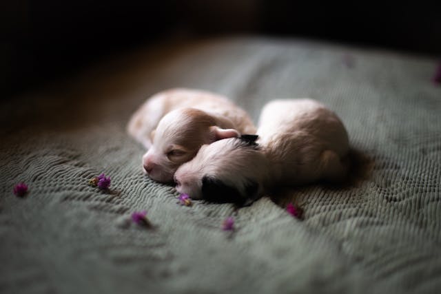 Newborn puppy.
