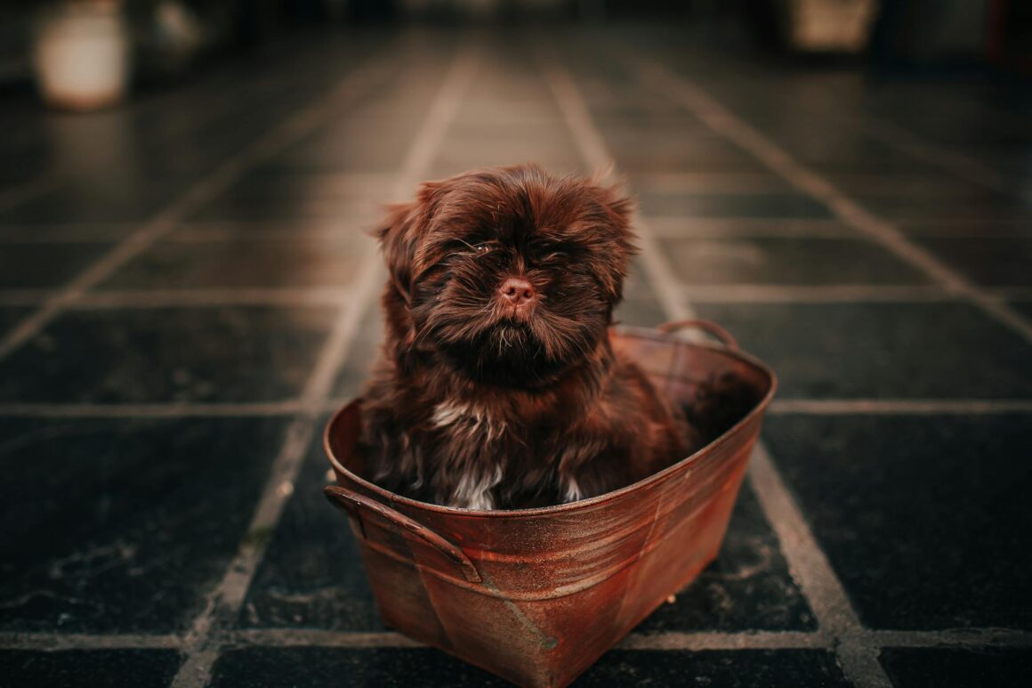 How Often Should You Bathe a Puppy?