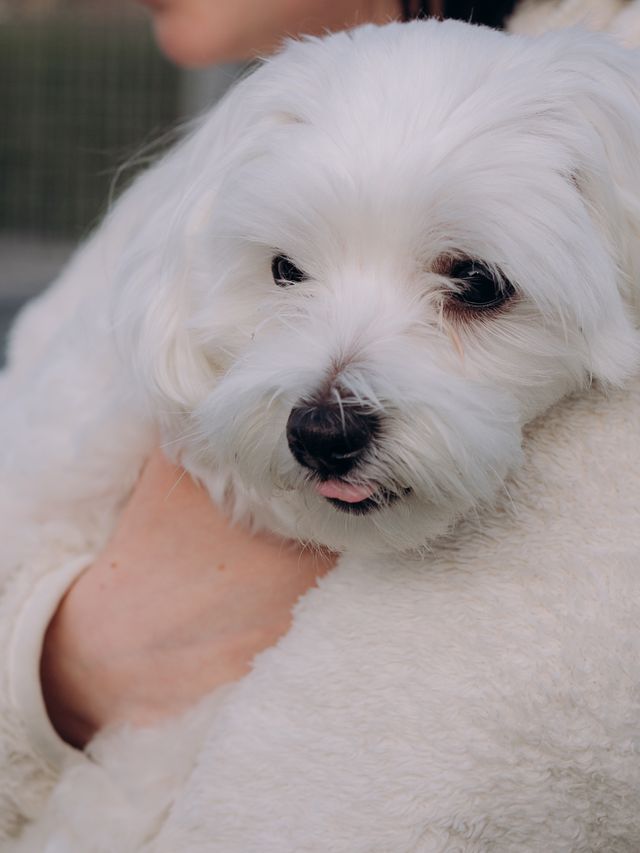 White puppy in safe arms.