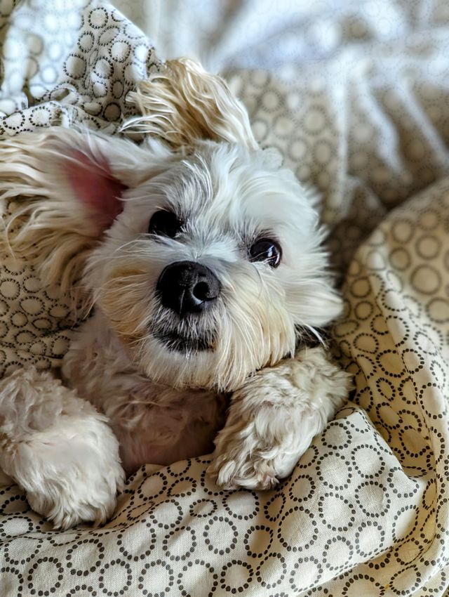 Happy puppy in a duvet.