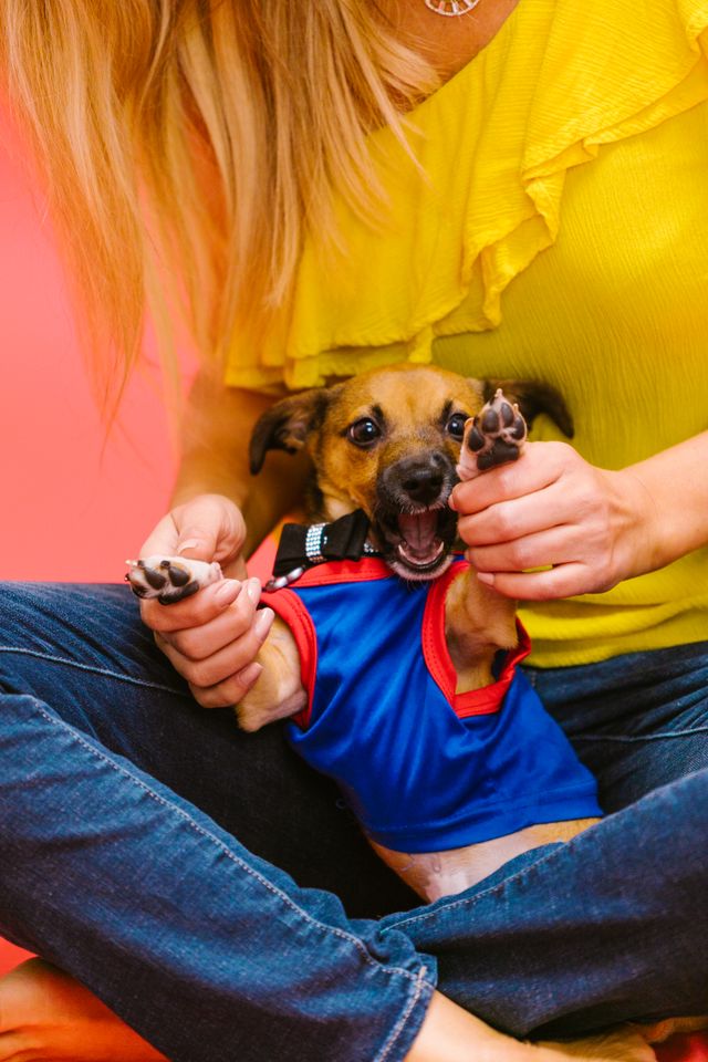 Puppy staying close to its owner in the living room.