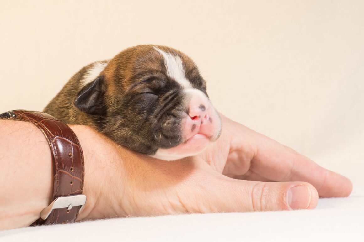 Puppy Development: 2 to 4 Weeks – Eyes Open & First Steps
