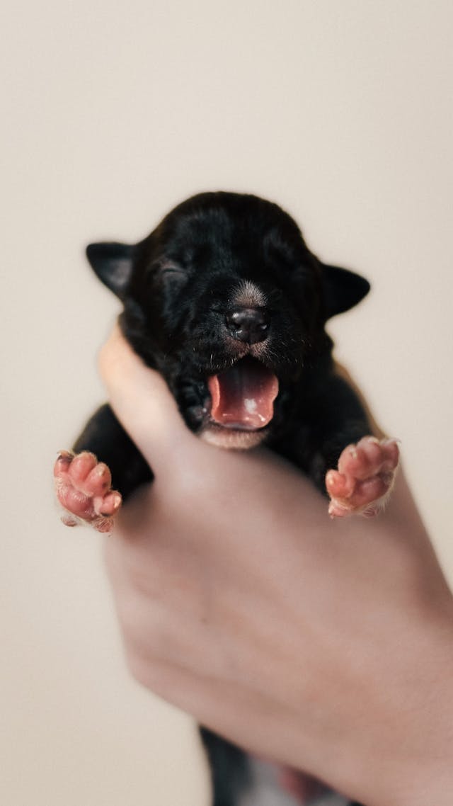 screaming puppy in hand.