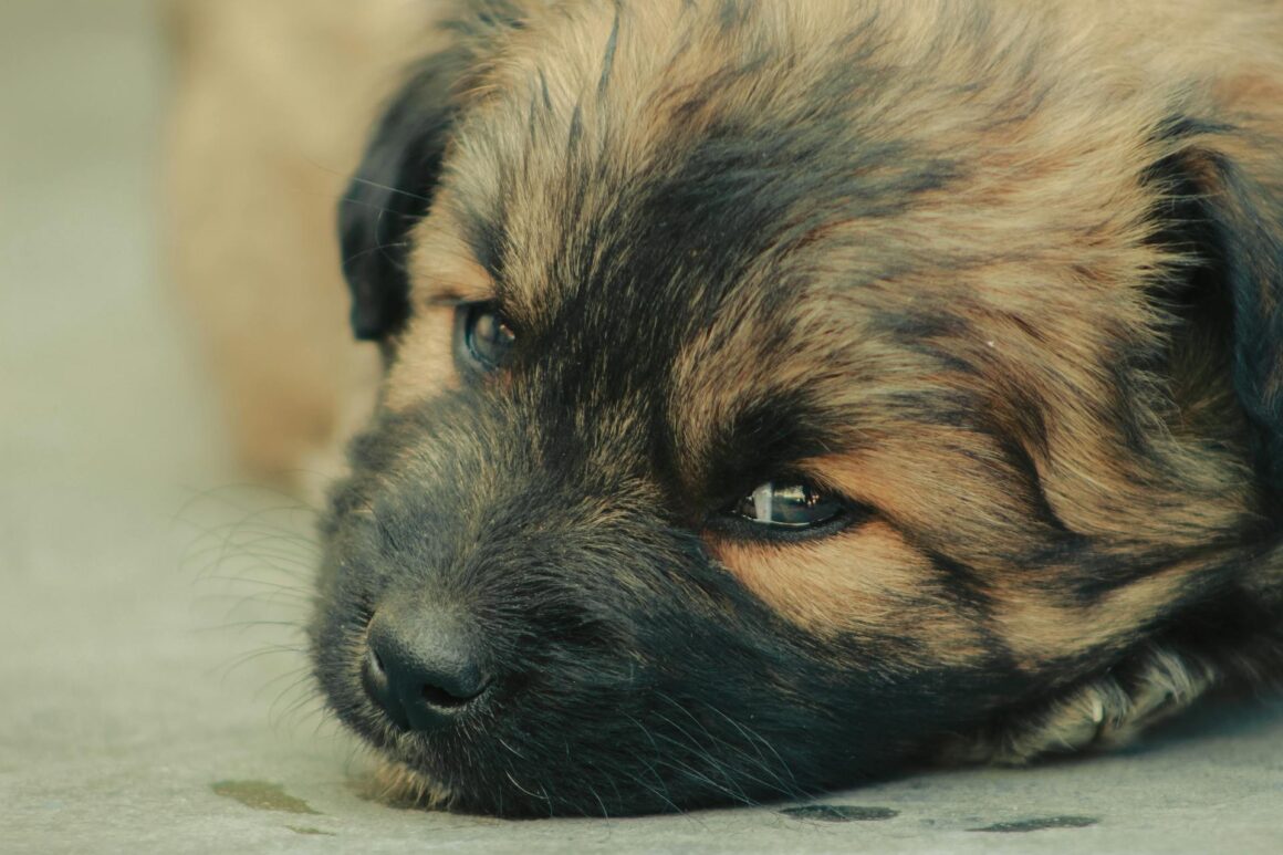 Puppy Development: 3 to 6 Months – Adolescence Begins, Training Progress & Growing Independence