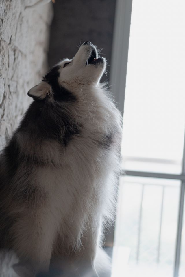 Happy dog relaxing indoors in a quiet and comfortable room."