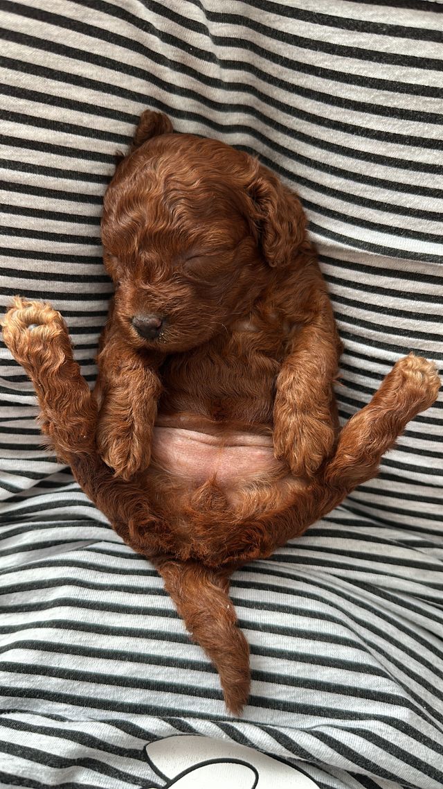 Sleeping puppy on a blanket.