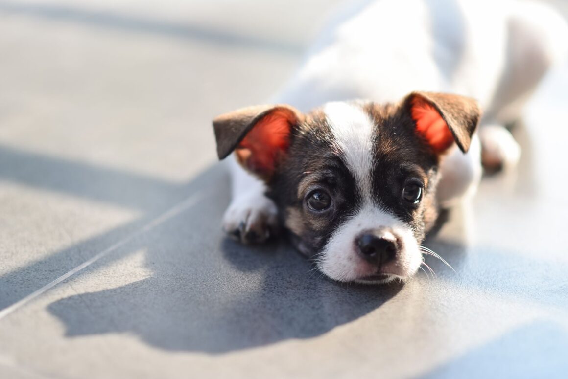 Puppy Blues: What to Do When You Regret Getting a Dog