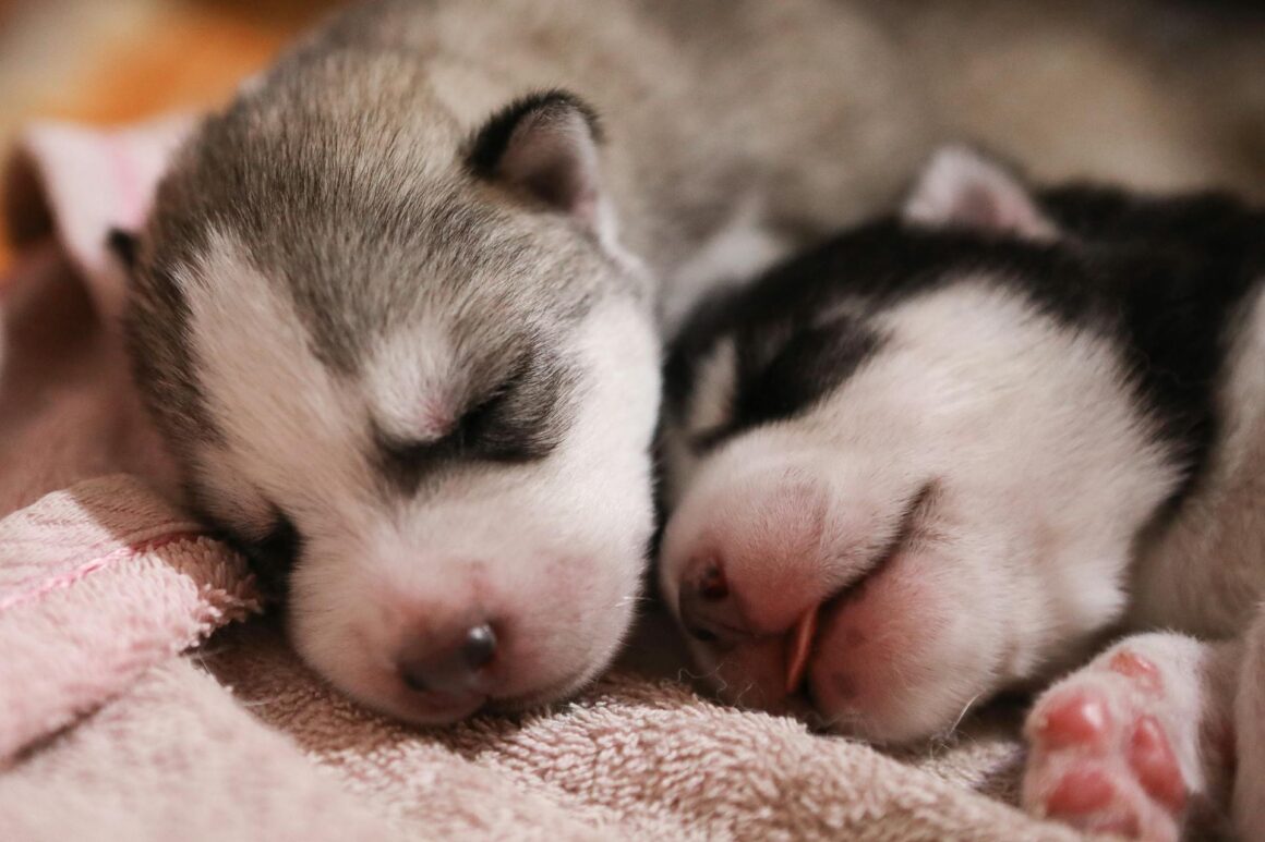 Puppy Development: 4 to 8 Weeks – Socialization, Weaning & Big Milestones