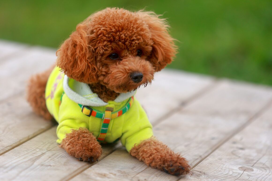 Puppy Development: 6 to 12 Months – Adolescence, Training Challenges & Preparing for Adulthood