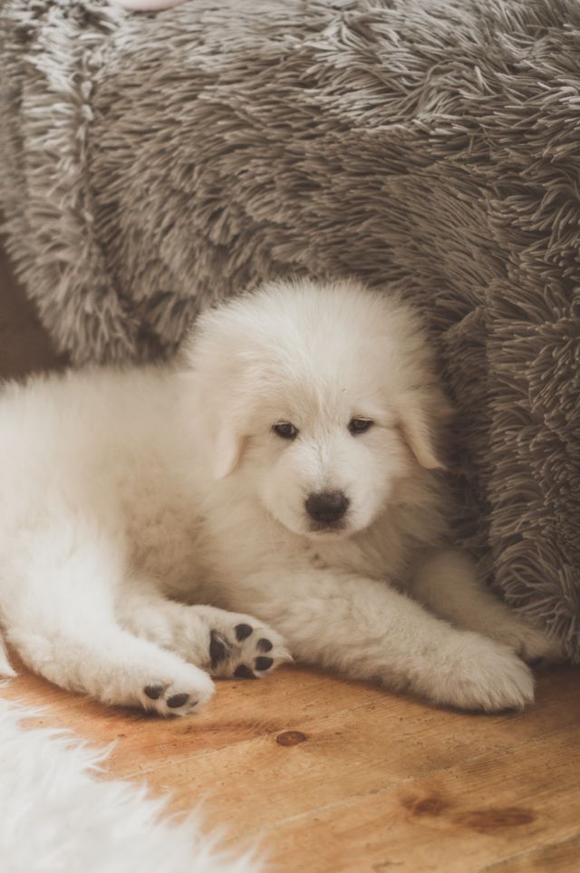 White puppy lying on the floor.