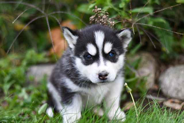 Beautiful puppy posing on the grass.