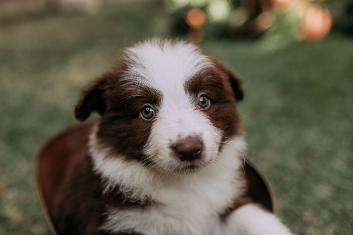 Why Is Your Dog Drinking More Water Than Usual?