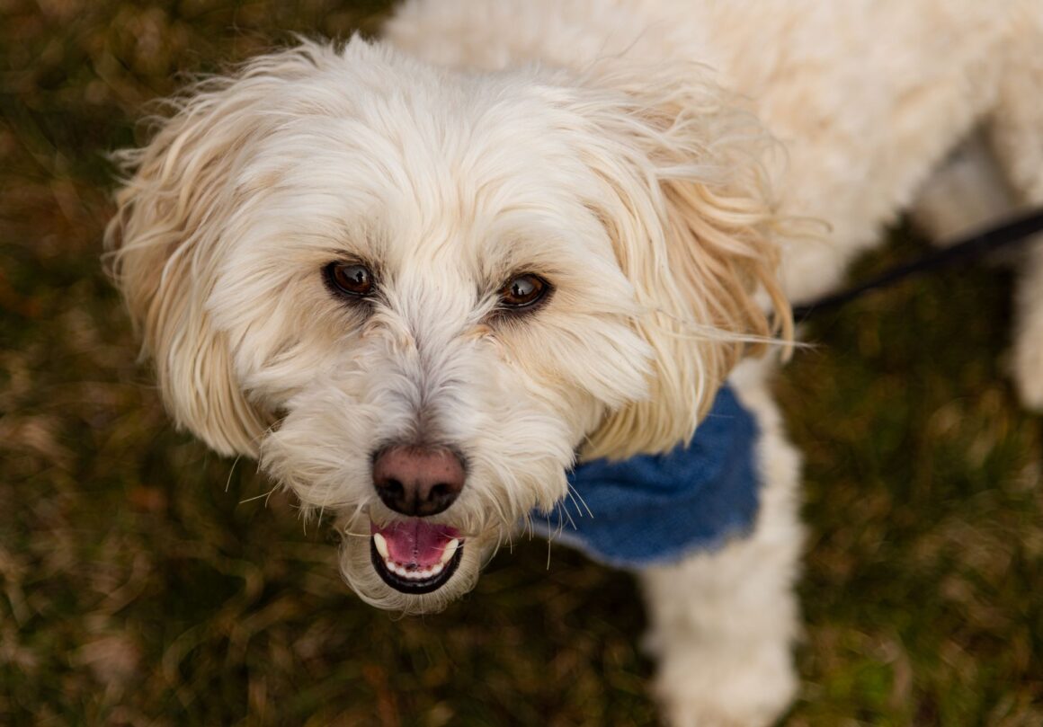 How Adopting a Dog Can Change Your Life