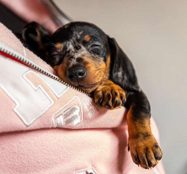 adorable puppy sleeping in a pink sweatshirt.