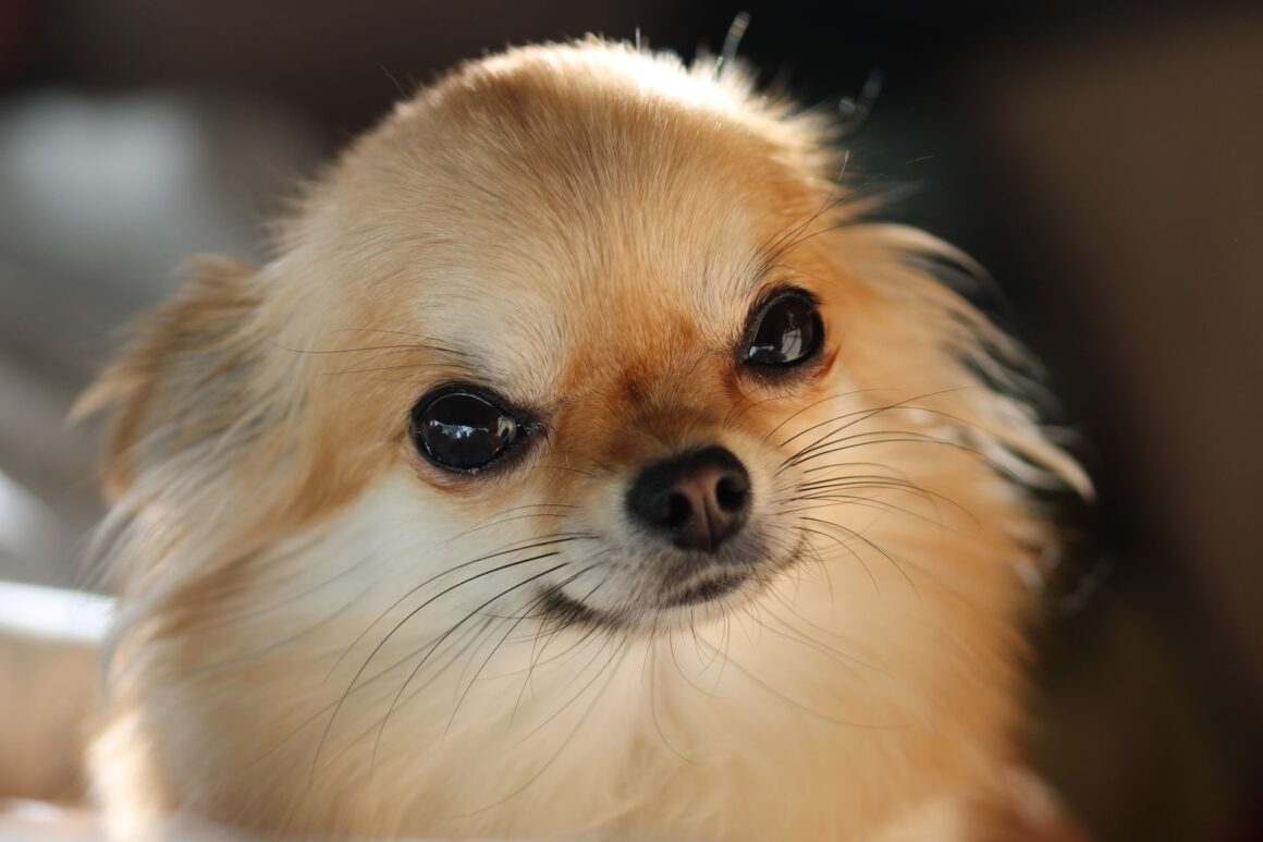 Why Does Your Dog Listen at Home but Ignore You Outside?
