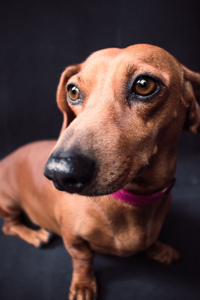 Cute dog obeys commands at home