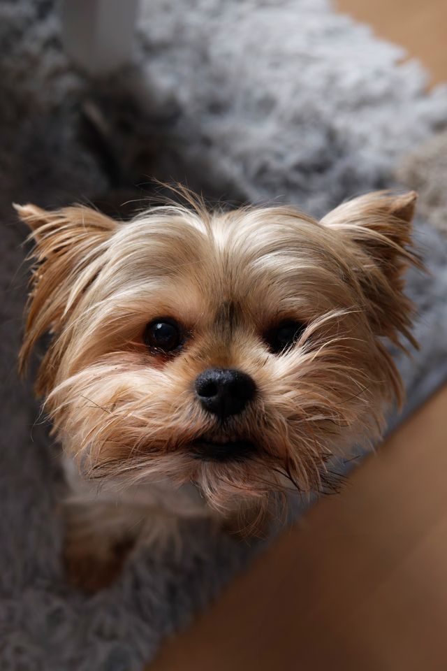 Cute yorkshire terrier obeys owner´s commands.