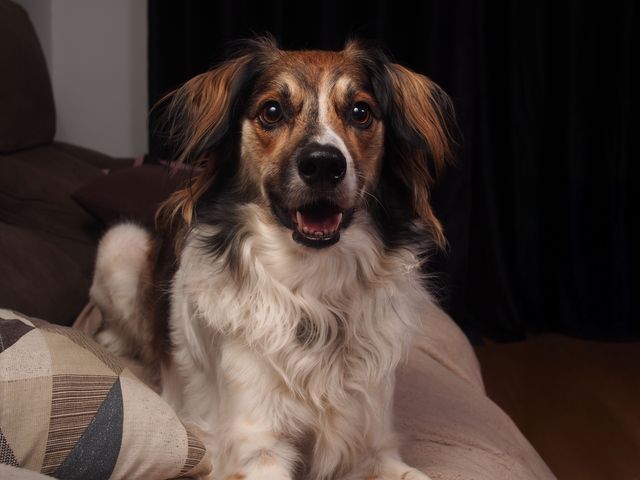 Dog avoiding eye contact after being caught chewing household items.