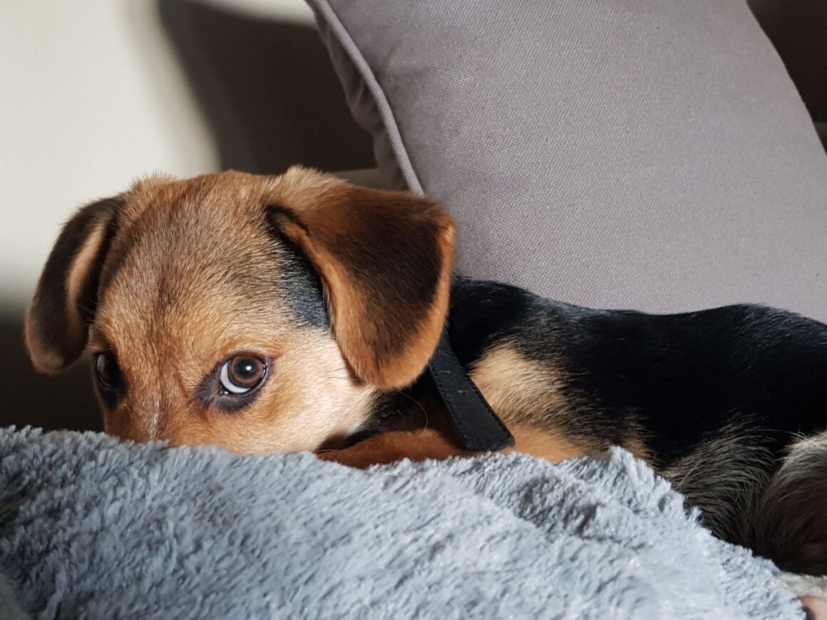 Unexpected Emotion Behind Your Dog’s “Guilty” Look