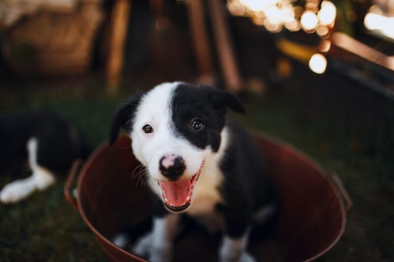 happy dog in a tub of water.