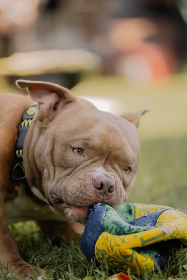 Dog chewing a durable toy during supervised play