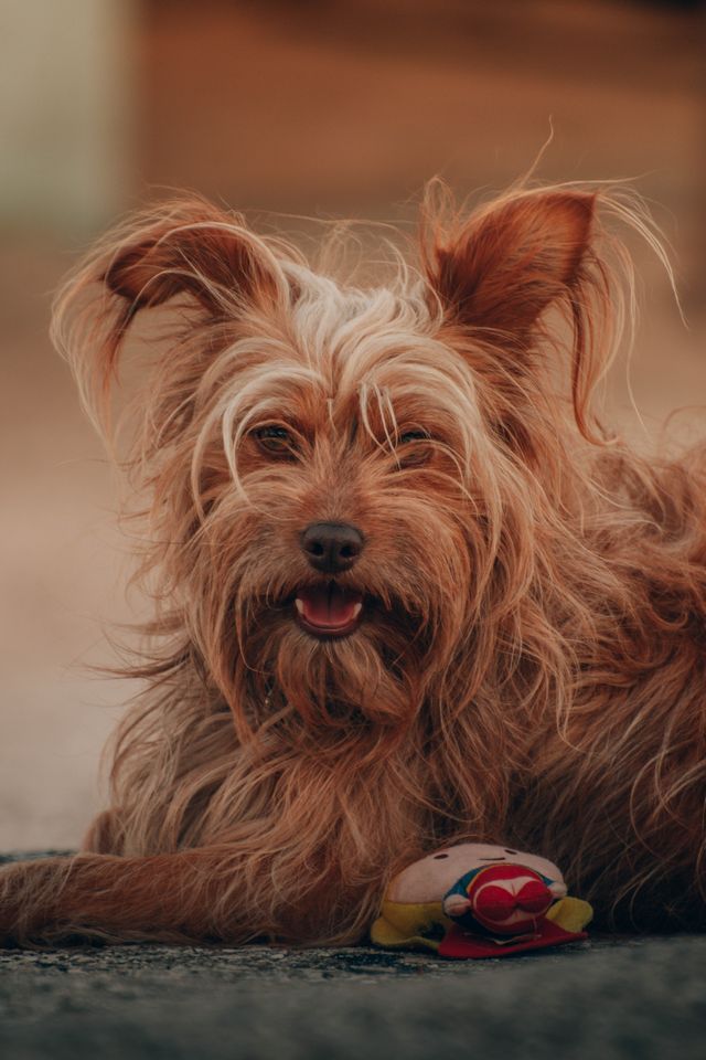 Untrained terrier trains commands at home.