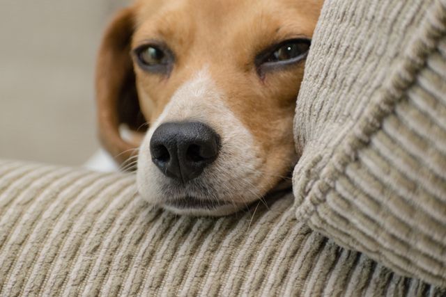 Dog looking unwell beside a bottle of human painkillers, highlighting the dangers of giving human medication to dogs.