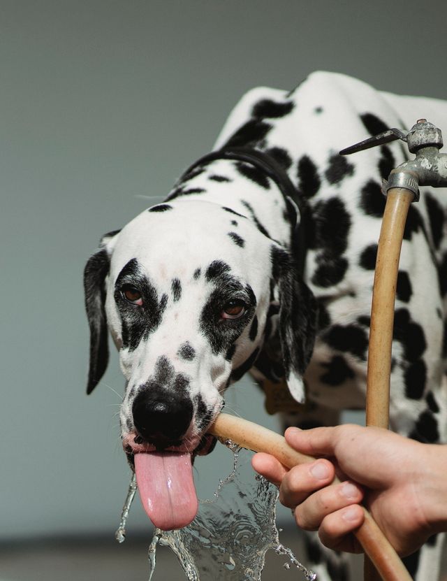The dog drinks water from the hose.