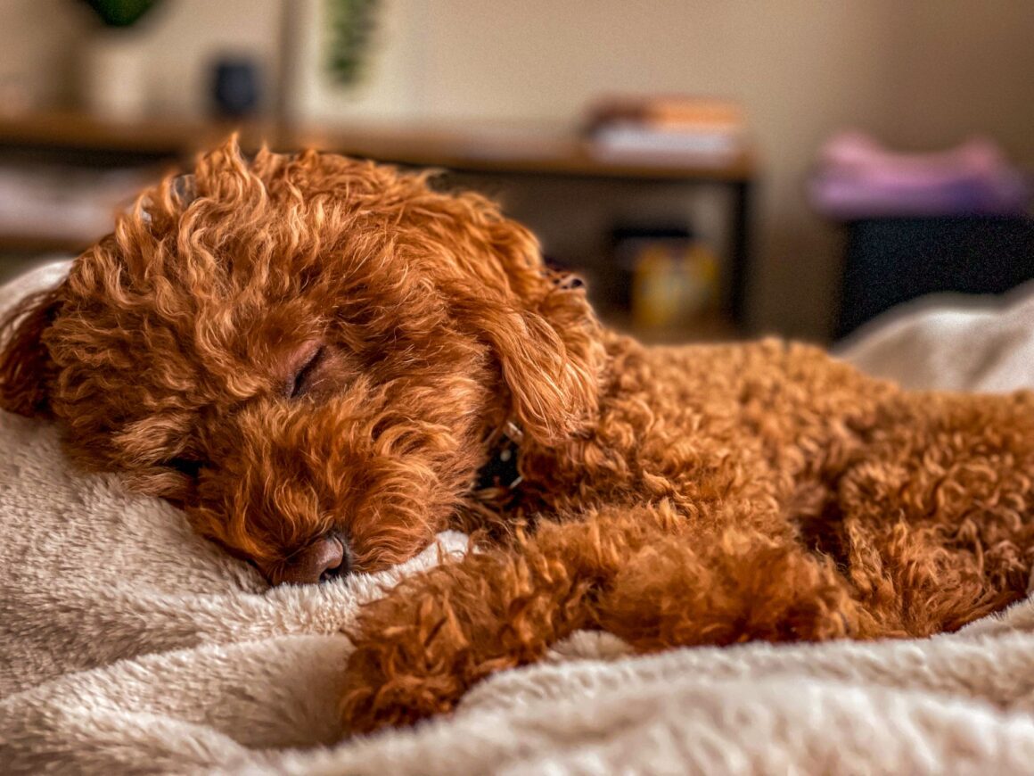When Can Your Puppy Sleep Through the Night?