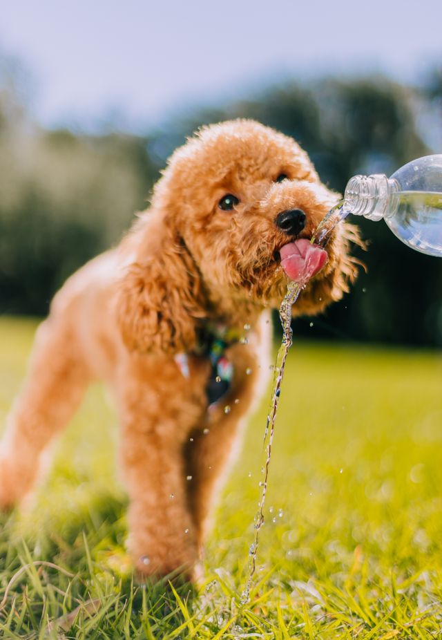 Puppy drinks water from a bottle.