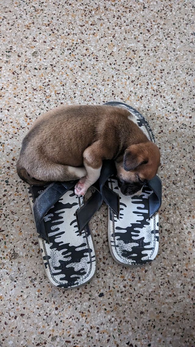 the puppy is sleeping on the slippers.