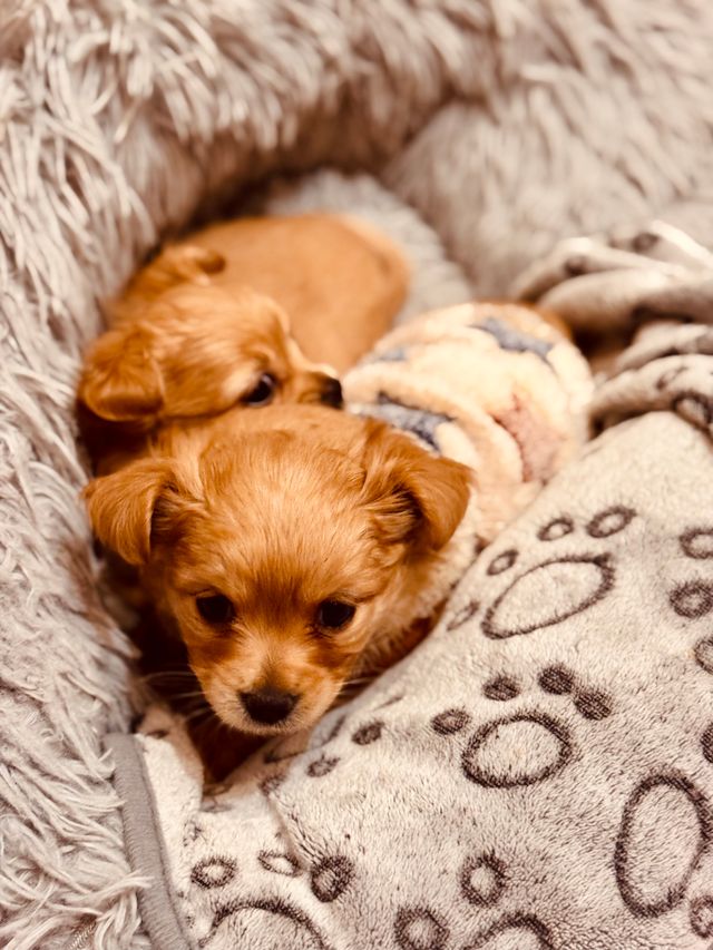 Two puppies in a bed befores bedtime.