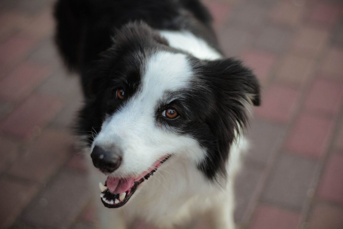 Why Is My Dog Chattering His Teeth? When to Worry