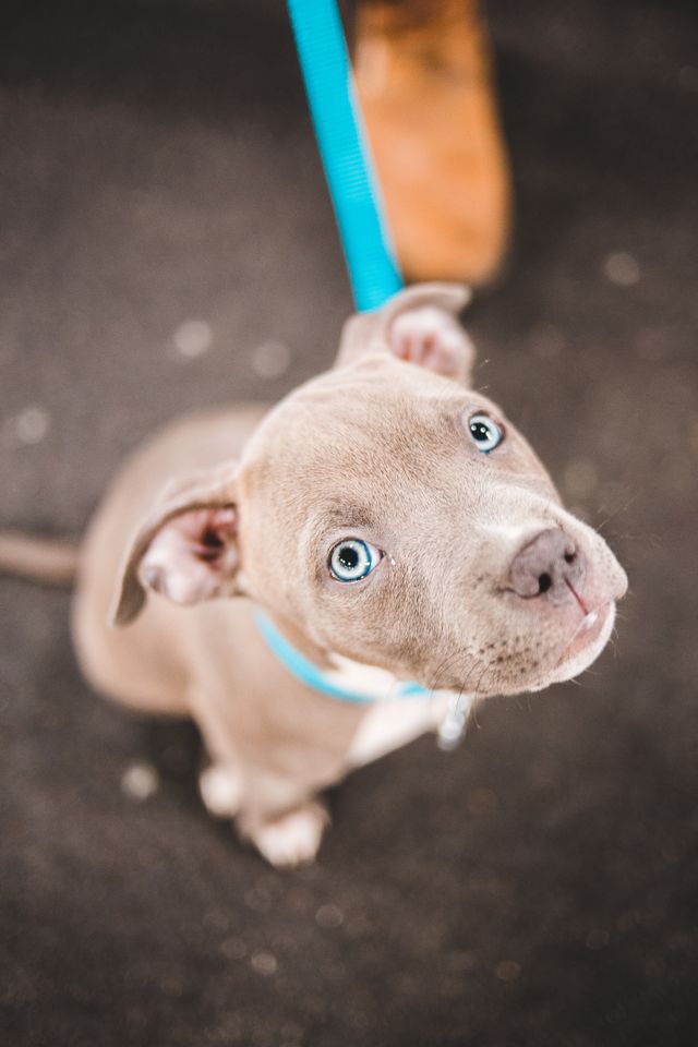 Dog watching its owner’s facial expression