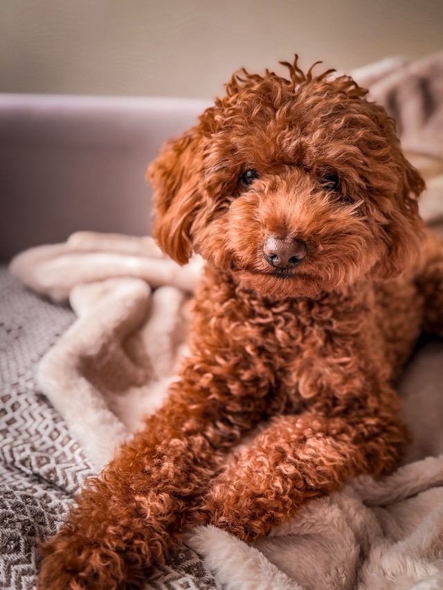 Relaxed dog settling down for a nap