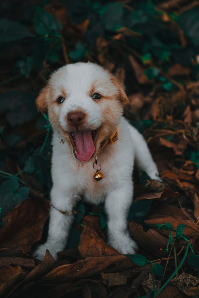 Young puppy whining beside its food bowl