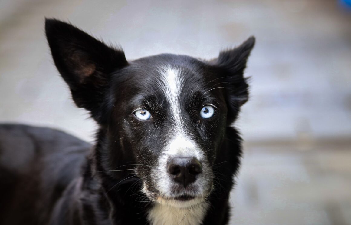 Why Is Nail Trimming a Dog Such a Big Deal?
