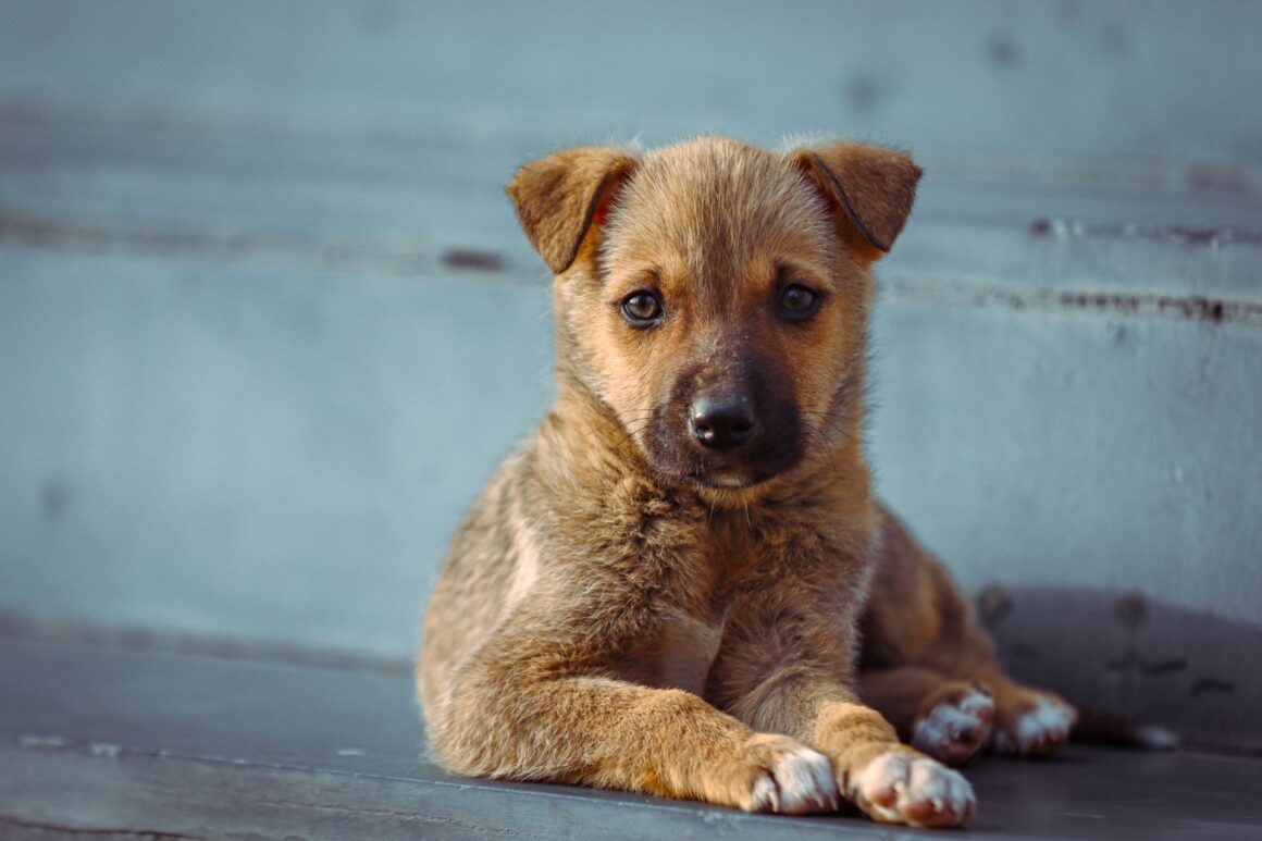 Why Does My Puppy Cry After Eating?