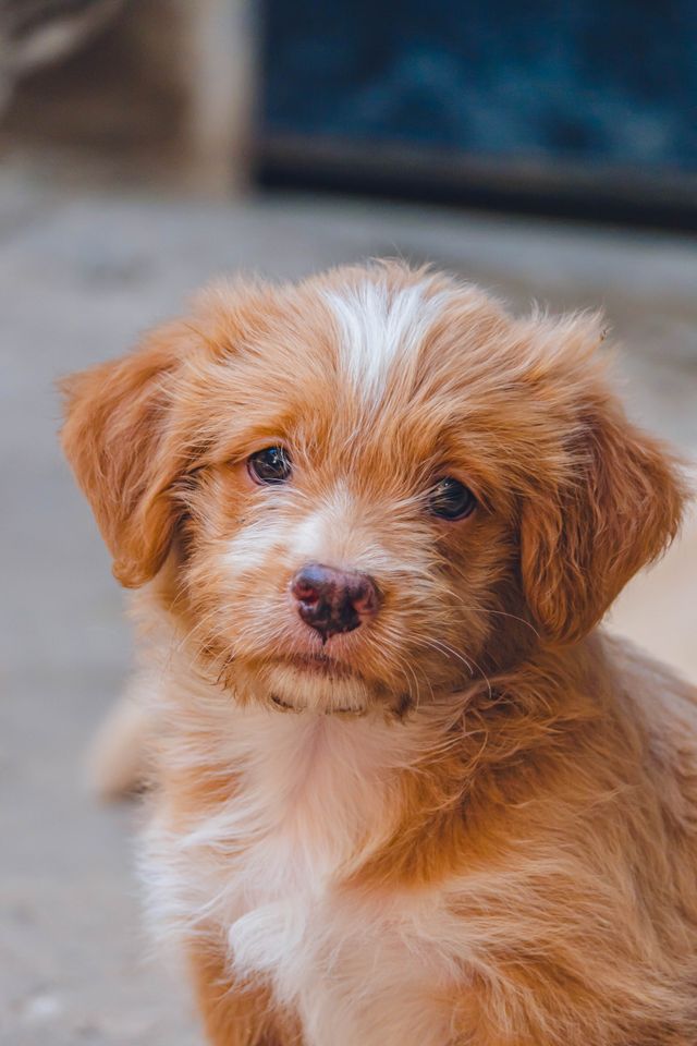 Puppy eating food quickly from a bowl