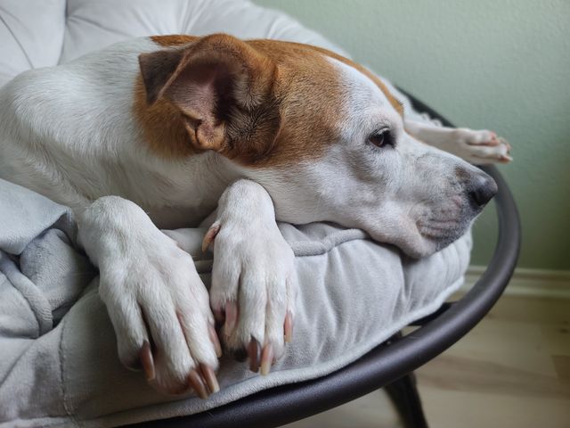 Dog getting its nails trimmed by its owner