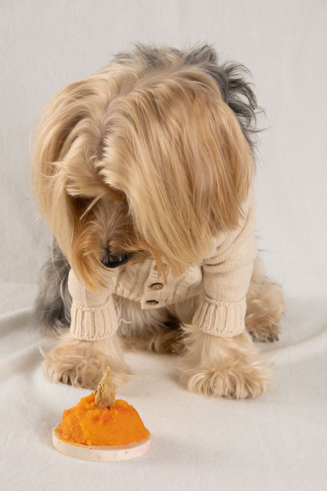 Charming little dog looking at a tasty treat