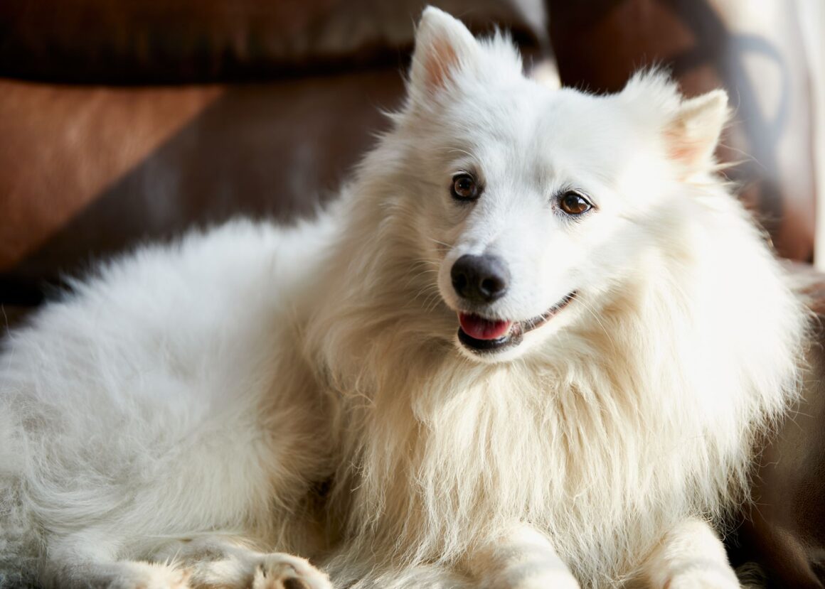 Dog Barking: Common Triggers and Effective Solutions