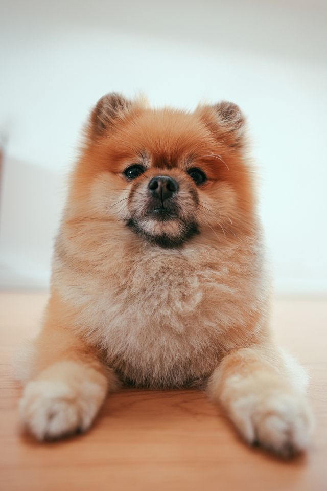 Dog reacting during a nail trimming session