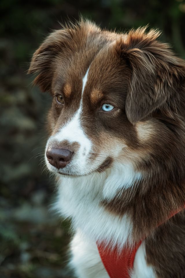Relaxed dog reconnecting with its owner