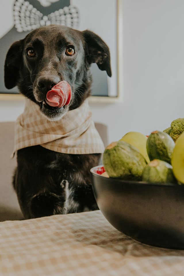 Dog looking toward its owner while eating from a food bowl