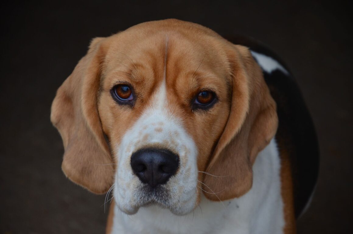 Food or You? Would Your Dog Stop Eating to Protect You?